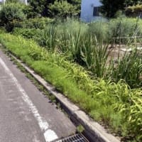 今年もコスモスで満開か！？