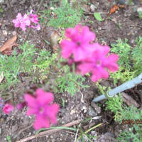 花ショウブ；サルビア；バーベナ；キキョウ草；５月の庭