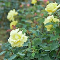ぶらりバラ公園へ