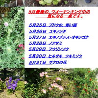 　　　５月、４回目の、ウオーキンキング中　の気になる一点です。