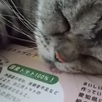 旅行の打ち合わせ