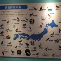 科博