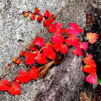 「写真＆俳句！」 来客へ先づご挨拶蔦紅葉