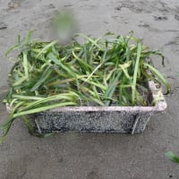 野島定点／お台場クリーンアップ／井尻アマモ植栽／アサリ調査