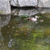 可愛い！
