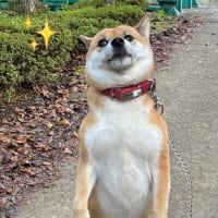 柴犬『ひのき』マジ、気持ちいいんですけど