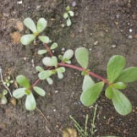 あれってそれってどんな野草なの？　～スベリヒユ