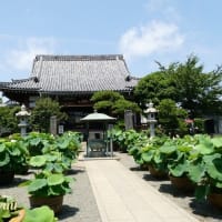 平塚の蓮寺として人気高い「松雲山要法寺」