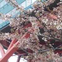 ４月２２日（月）、札幌大通公園のテレビ塔前のソメイヨシノが三分咲でした。キタコブシが満開です。創成川公園では人が桜の木の元に集っていました