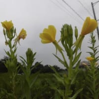 ルールを外したら