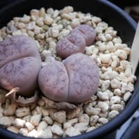 脱皮も終えて...大きくなるばかり？