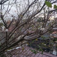 11 23 土 溝の口駅近くブランシュさんでマルシェがあります お菓子のpomme ポム