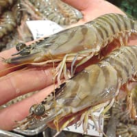6月21日は「海老フライの日」