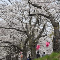 4月5日の桜満開