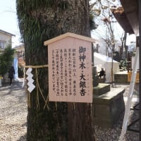 市内八坂神社に参拝しました。