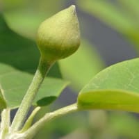 庭の 「オオバオオヤマレンゲ」