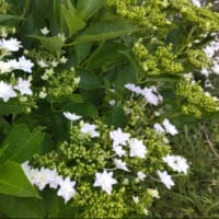 紫陽花が咲き始めた