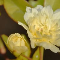 鉢植えのバラ（１）モッコウバラ