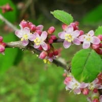 水戸の樹木の花(10)