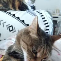 へっぽこ