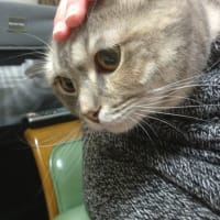美人だよ