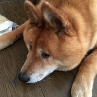 魔法の粉？