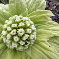 初春の植物いろいろ