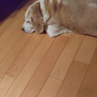 ゴミ屋敷の成り立ちを知る。