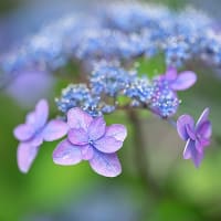 お山の中の紫陽花。
