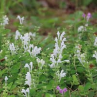 かさだ広場から河川環境楽園へ