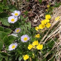 暑寒別岳（花の百名山）