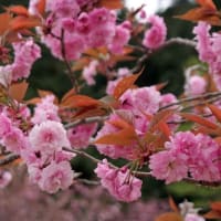 静峰ふるさと公園 八重の桜 2000本