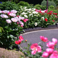 東松山ボタン園「2025」