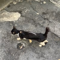 猫Day💕
