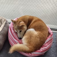毎日可愛い。