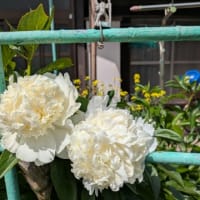 2025/05/07　の植物