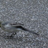  於大公園 ： ニホンオニバス・・・オニバスの見頃時期もそろそろ終わりになります。