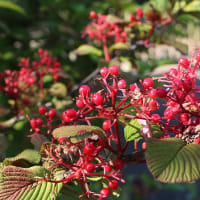 「てまり」の名のつく木の花たち - デンパーク