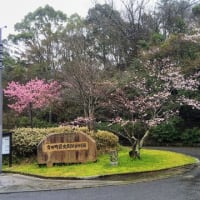 桜が咲き始めました・・2024.3.24佐賀有田町
