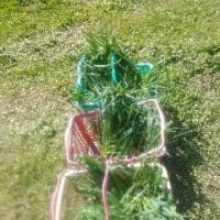 第1回目の草刈り