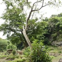華蔵院の不思議