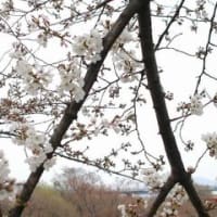 まだ少しはやい桜