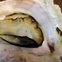 知夫里島の岩牡蠣