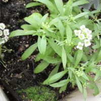 椿家の植物事情＋ここ一週間くらいのまとめ＋学園Ｘリプレイ雑感＆今後の予定、などなど。