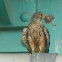 チョウゲンボウ
