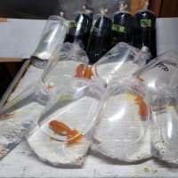 買取り金魚、メダカ 袋売り