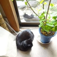 内猫と外猫