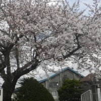 咲いた咲いた桜の花が