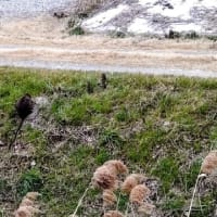 ヌートリア：雑草の茎や根茎を食べているのかな