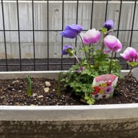 今年度最後の活動🌷